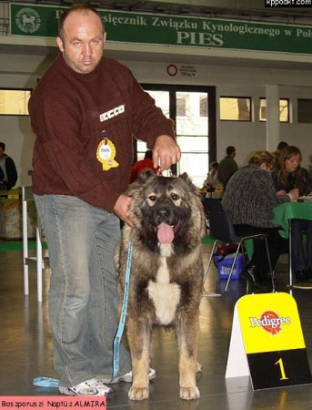 Boszporuszi-Naptűz Almira